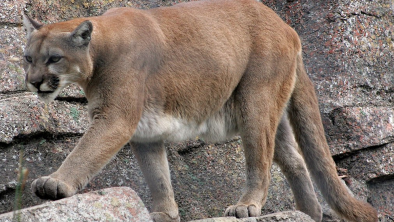 mountain lion downtown oceanside