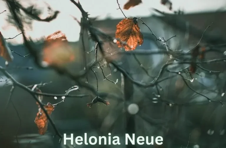 helonia neue